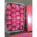 Yantai Fresh Red Fuji Apple